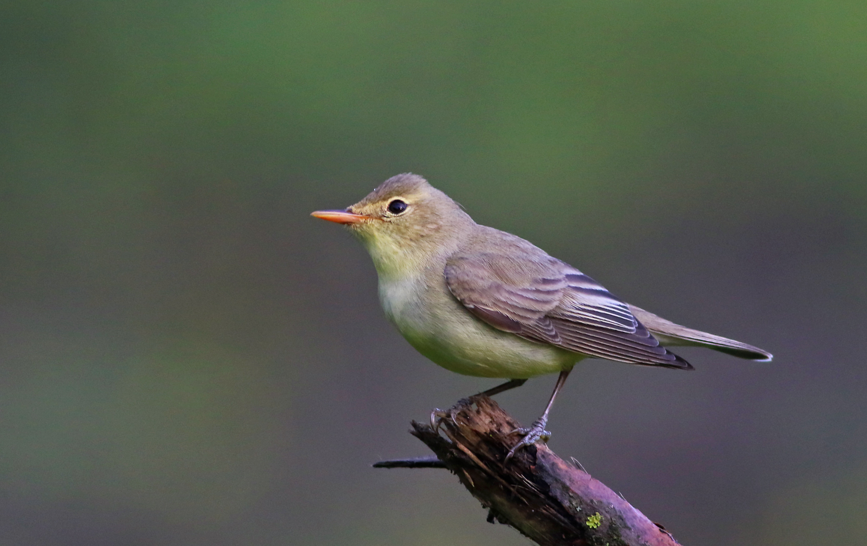 Icterine Warbler
